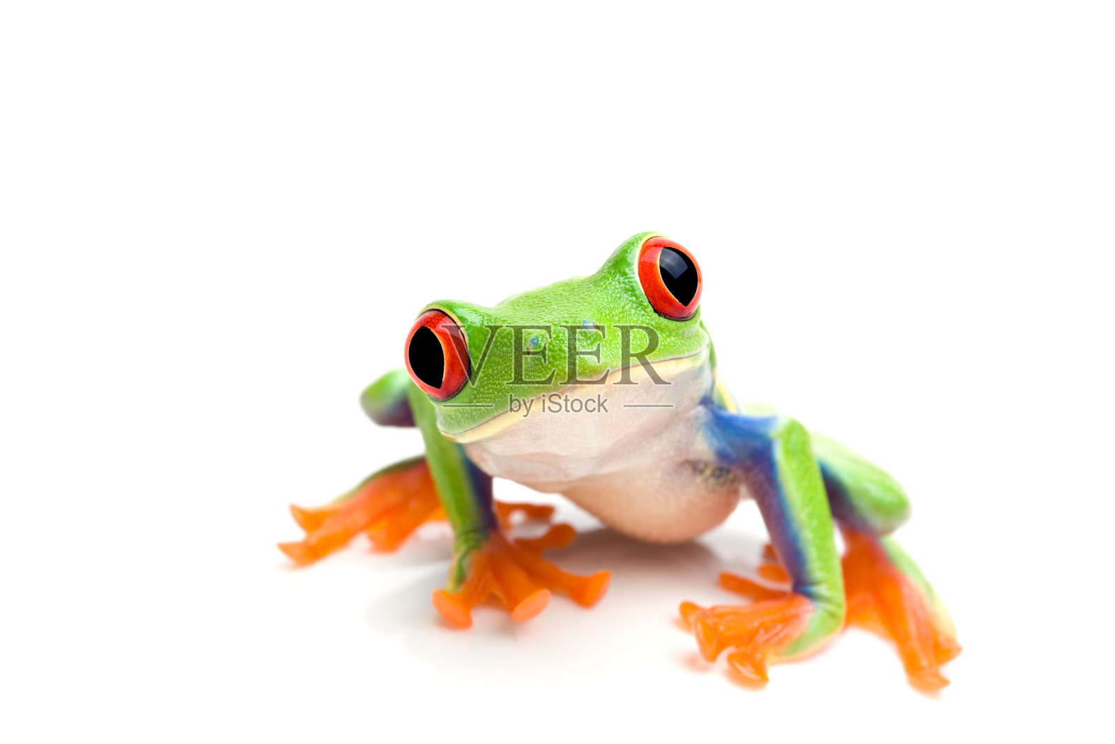 一个绿色树蛙的特写在一个白色的背景照片摄影图片