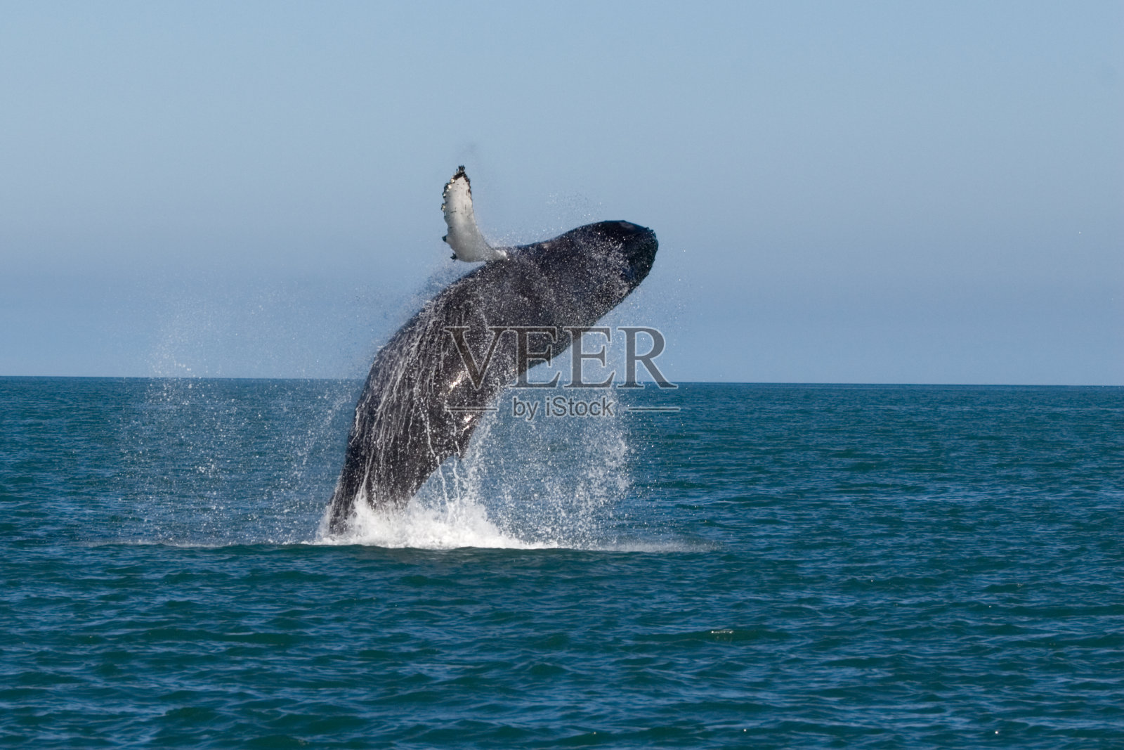 一条跃出水面的鲸鱼照片摄影图片