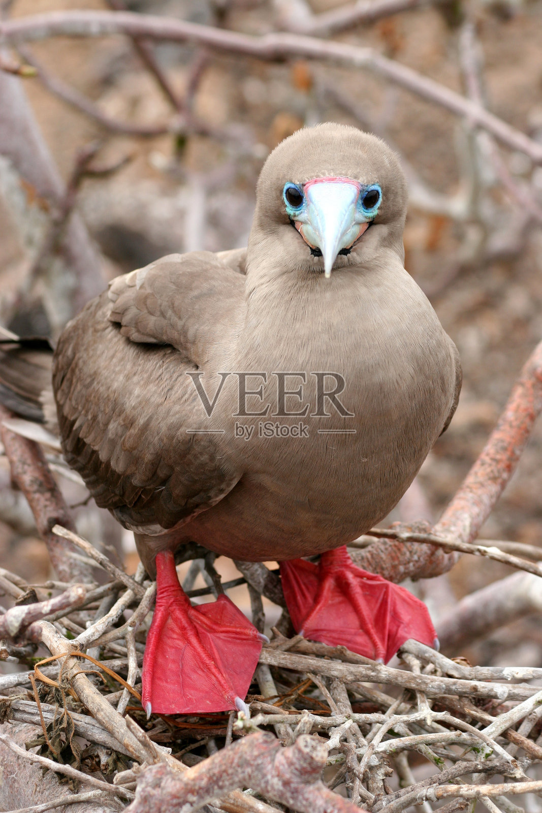 红脚鲣鸟,加拉帕戈斯群岛照片摄影图片