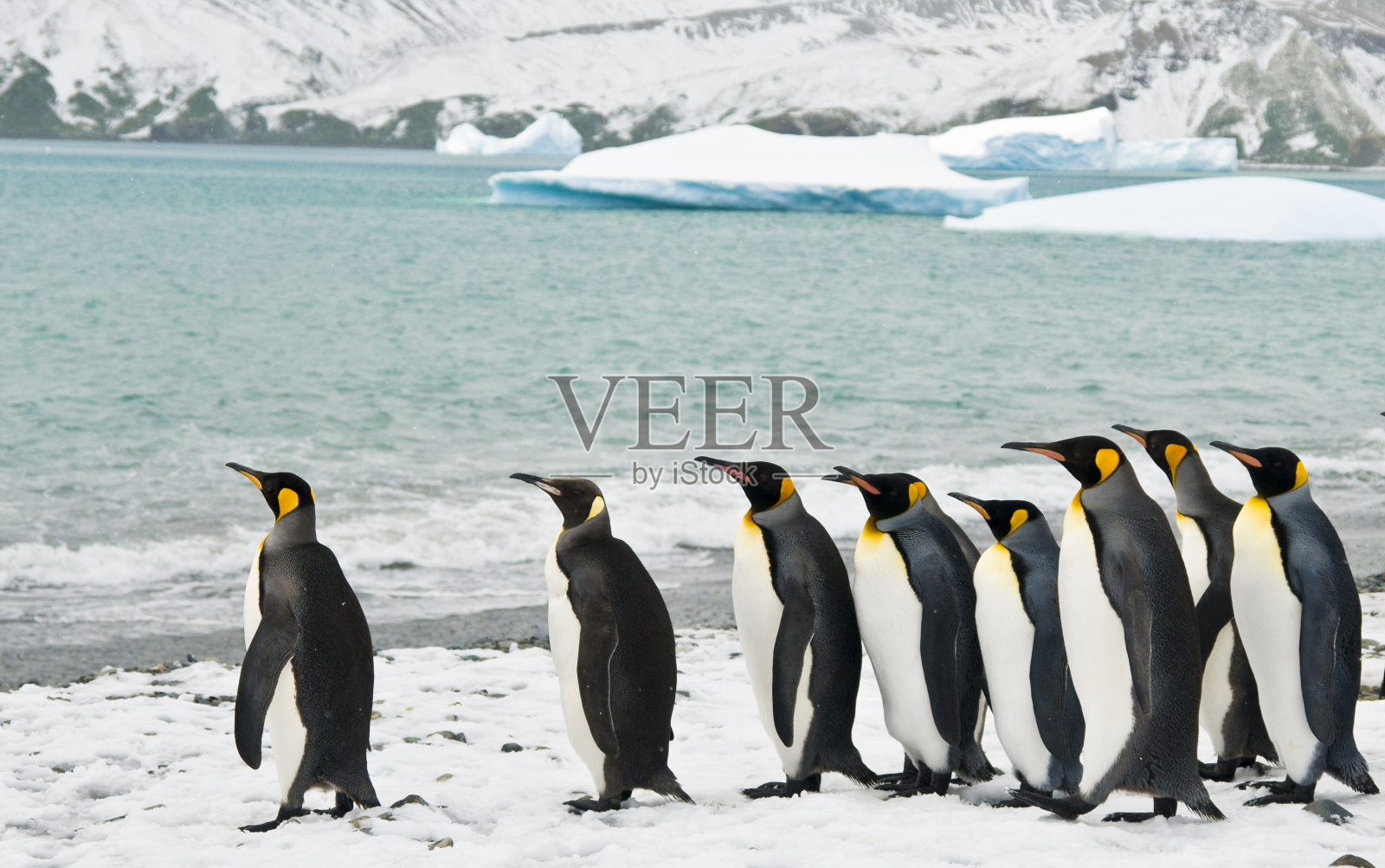 冰湾里的帝企鹅照片摄影图片