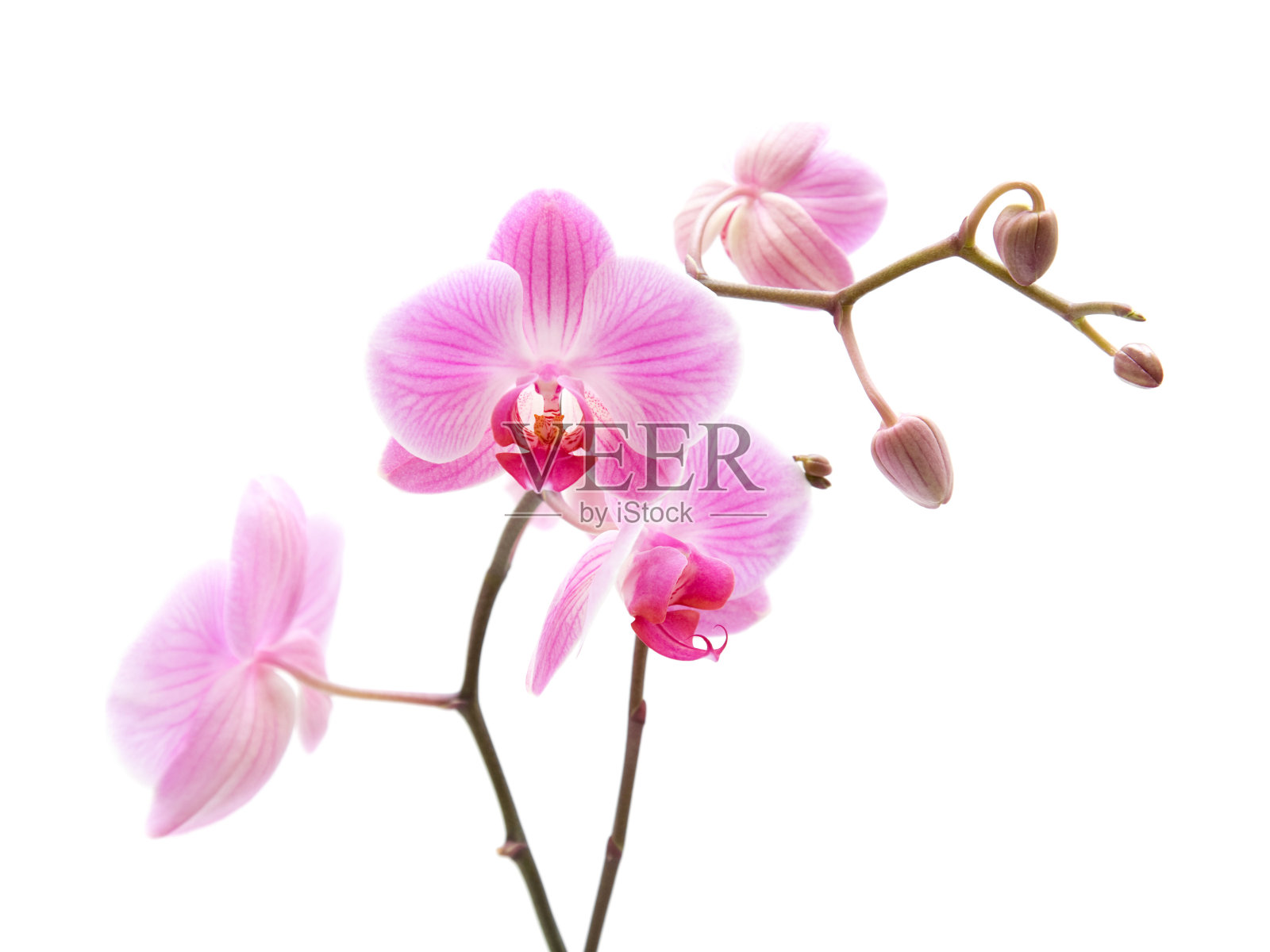 粉红色条纹蝴蝶兰照片摄影图片