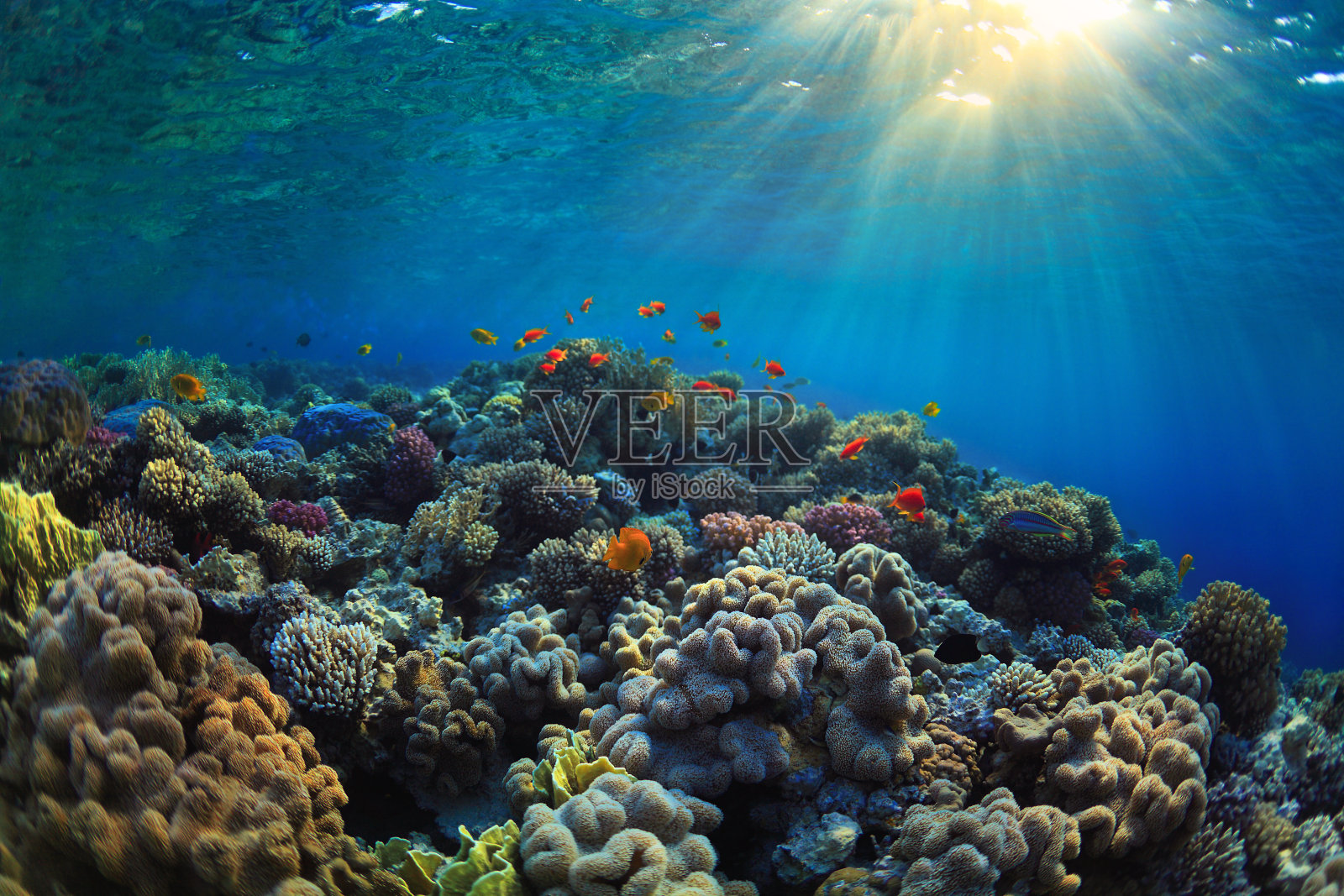 一个充满活力的珊瑚礁水下照片照片摄影图片