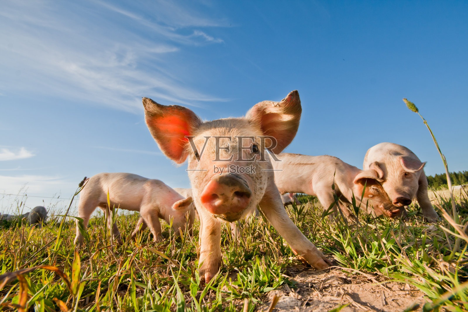 瑞典达拉那农场的四只小猪照片摄影图片