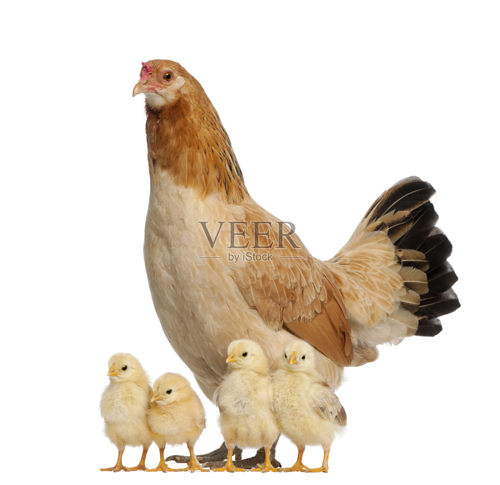 骄傲的母鸡和它的小鸡在白色的背景照片摄影图片