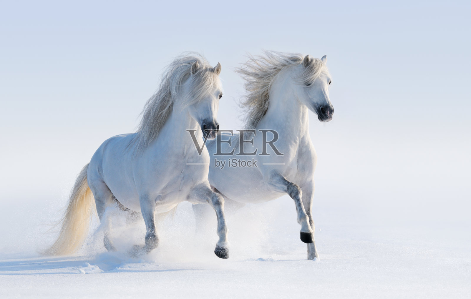 两匹飞奔的雪白的马照片摄影图片