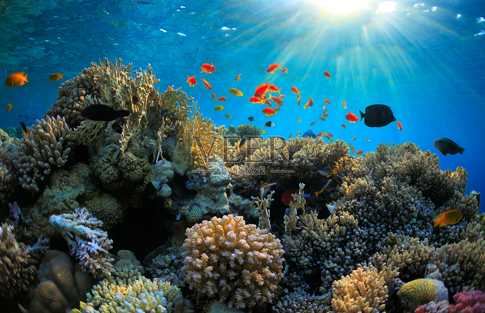 充满活力的浅海珊瑚礁周围环绕着鱼照片摄影图片