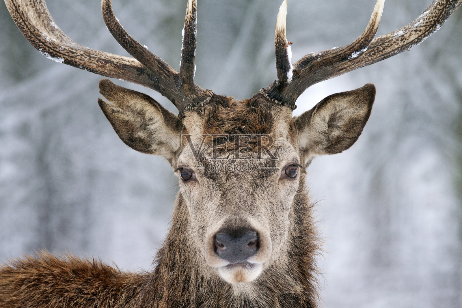 冬天的鹿照片摄影图片