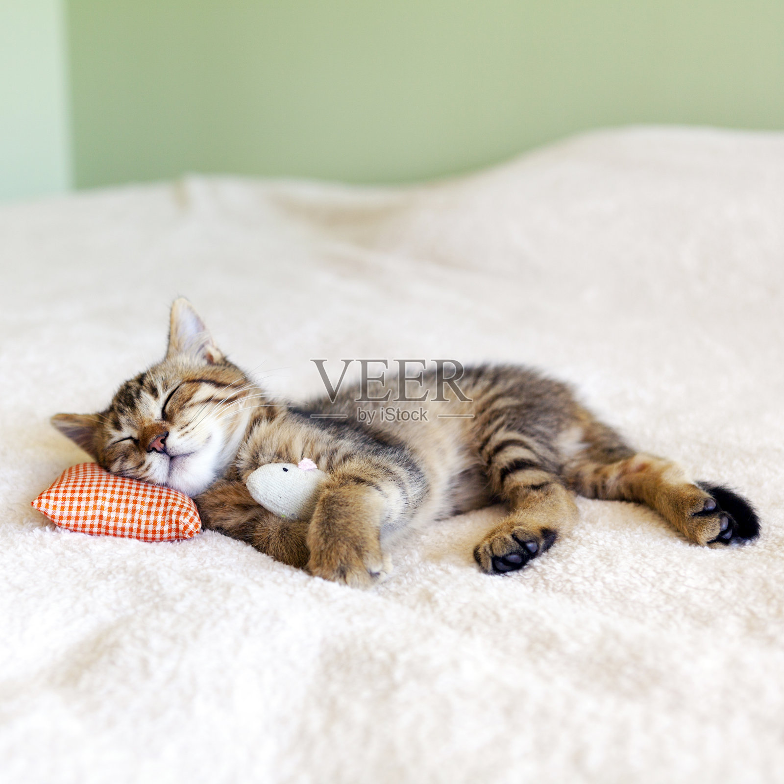 红色枕头的小猫咪和老鼠照片摄影图片