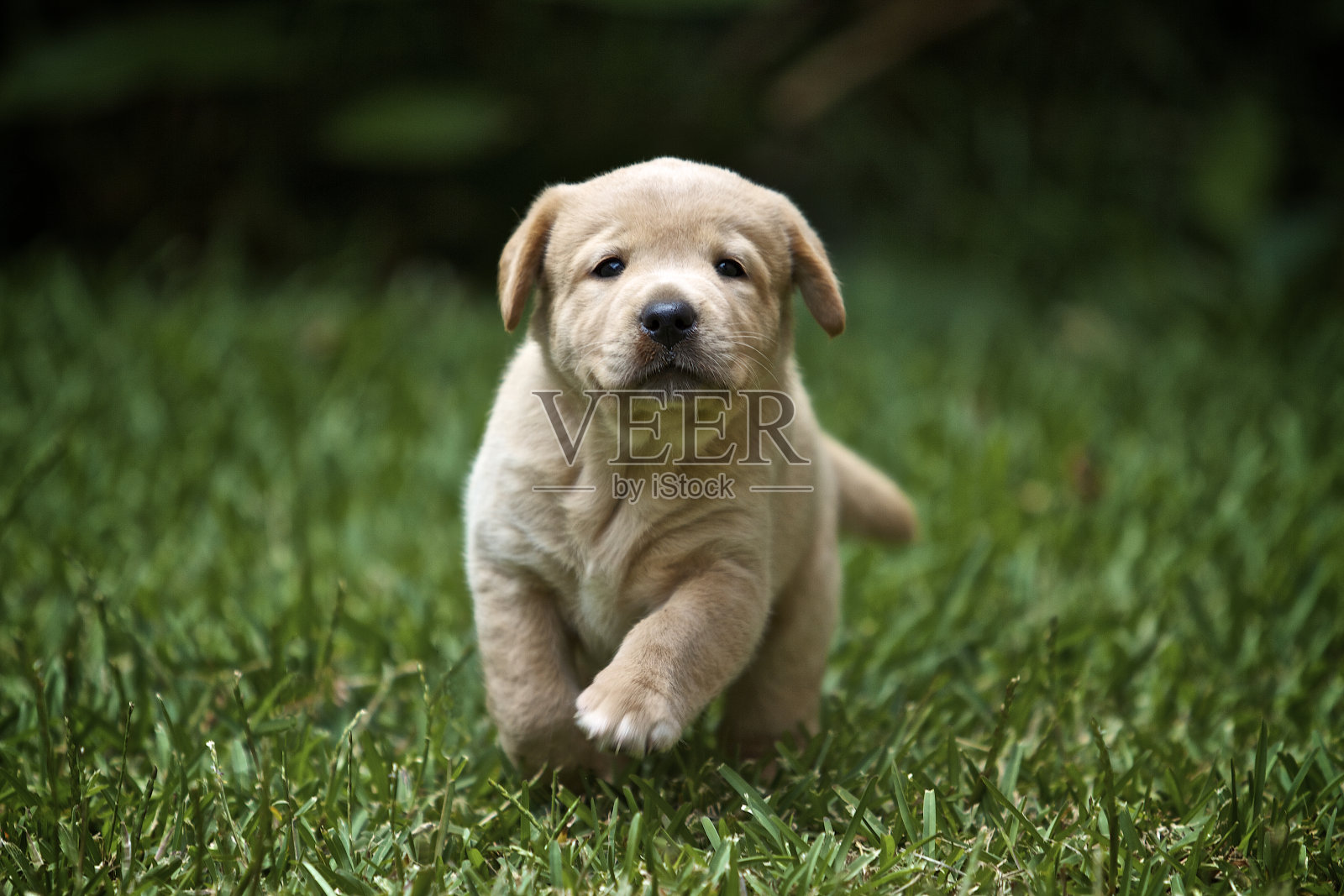 拉布拉多猎犬幼犬奔跑照片摄影图片