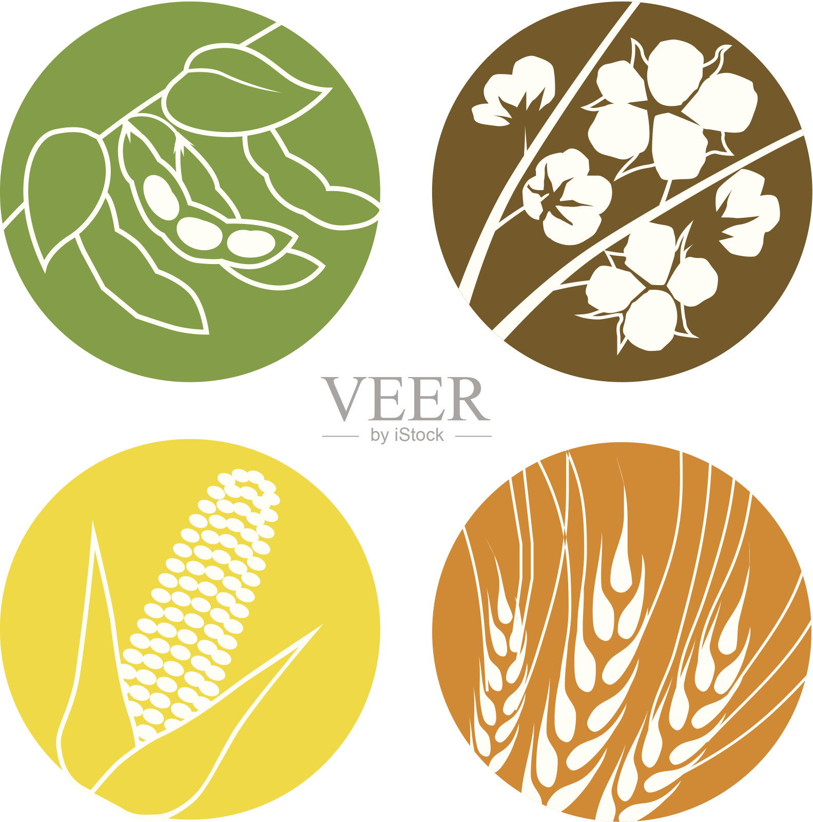 大豆，棉花，玉米和小麦插画图片素材