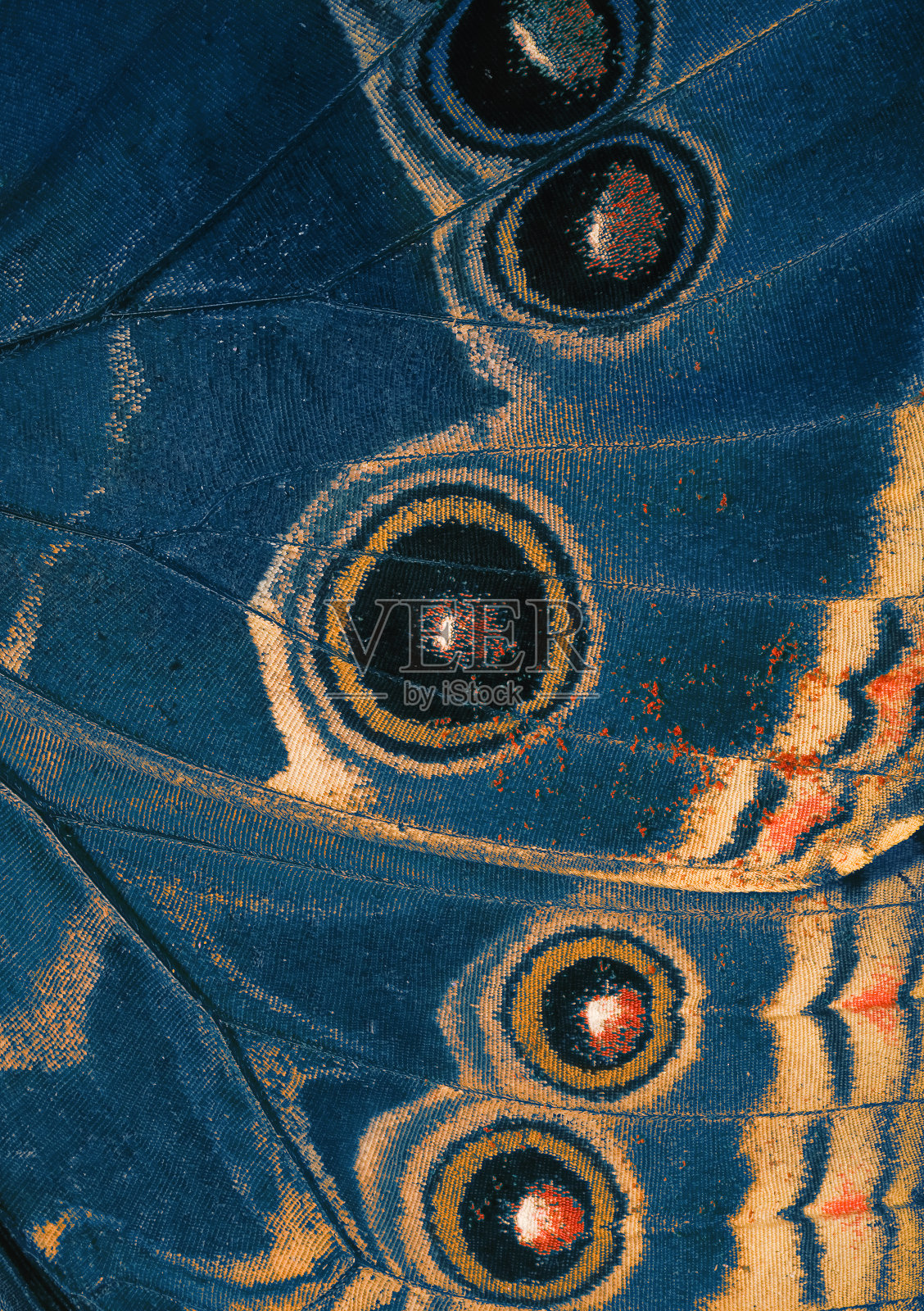 蝴蝶的翅膀底部是蓝色的照片摄影图片