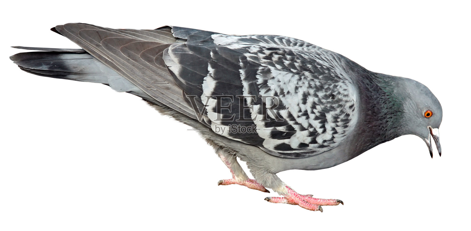 灰鸽孤立在白色背景上。鸽子照片摄影图片