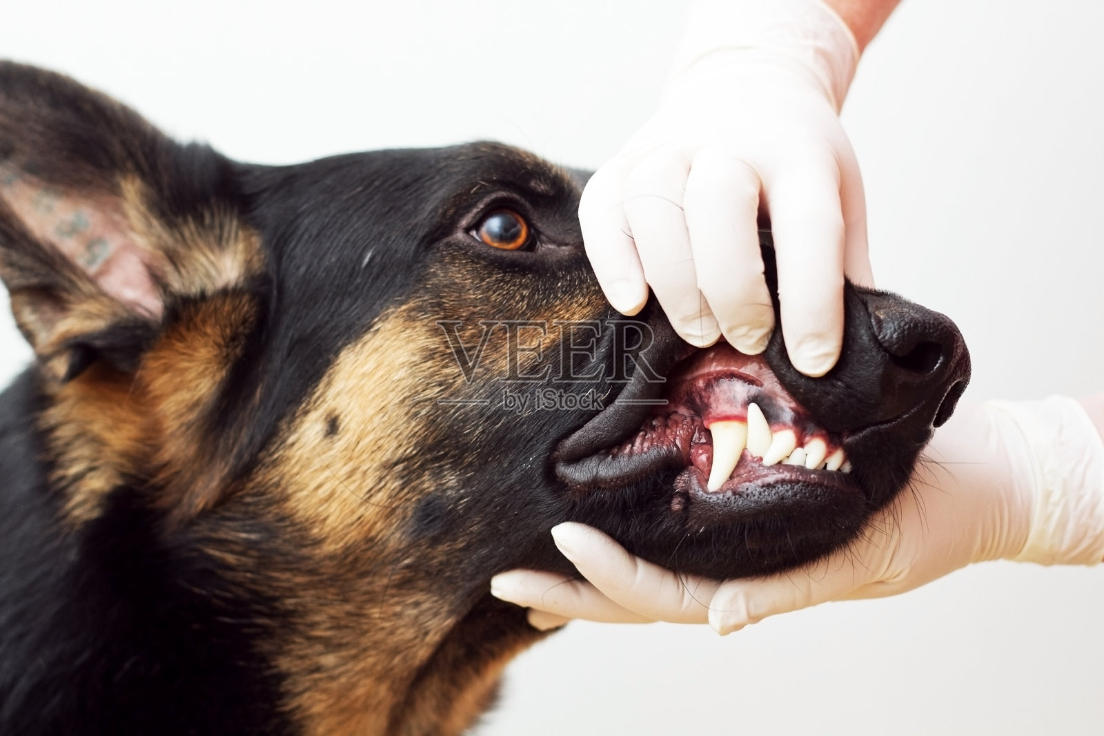 兽医检查，检查牙齿，狗白背景照片摄影图片