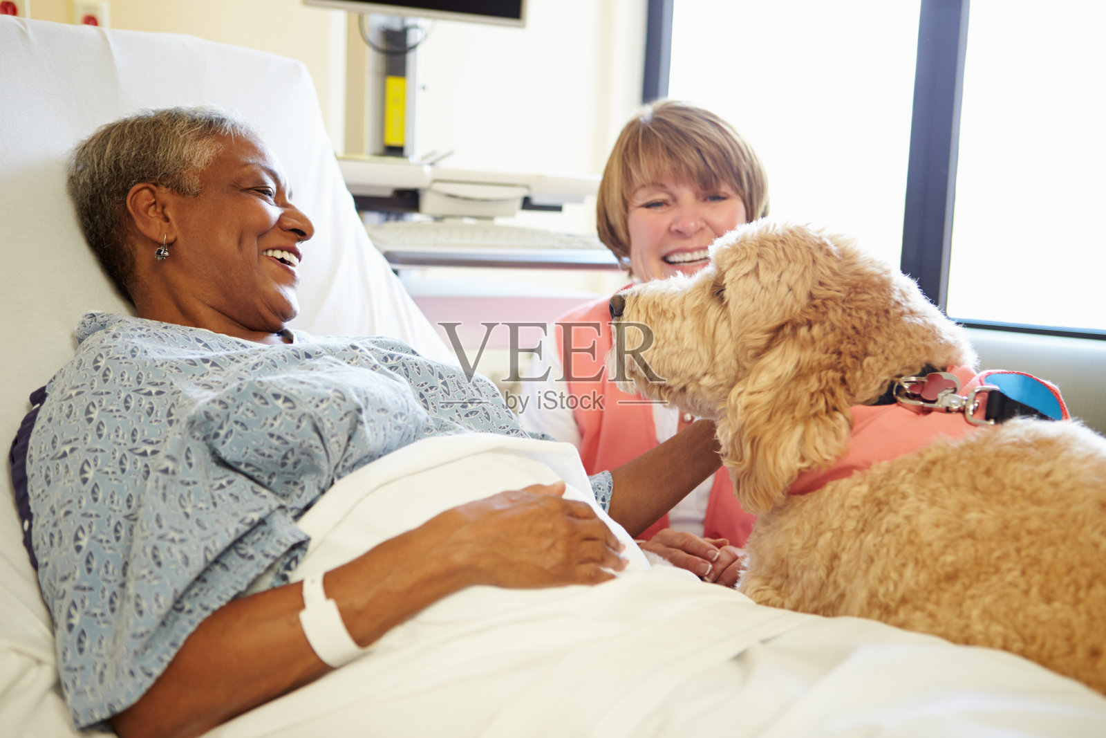 宠物治疗犬在医院看望老年女病人照片摄影图片