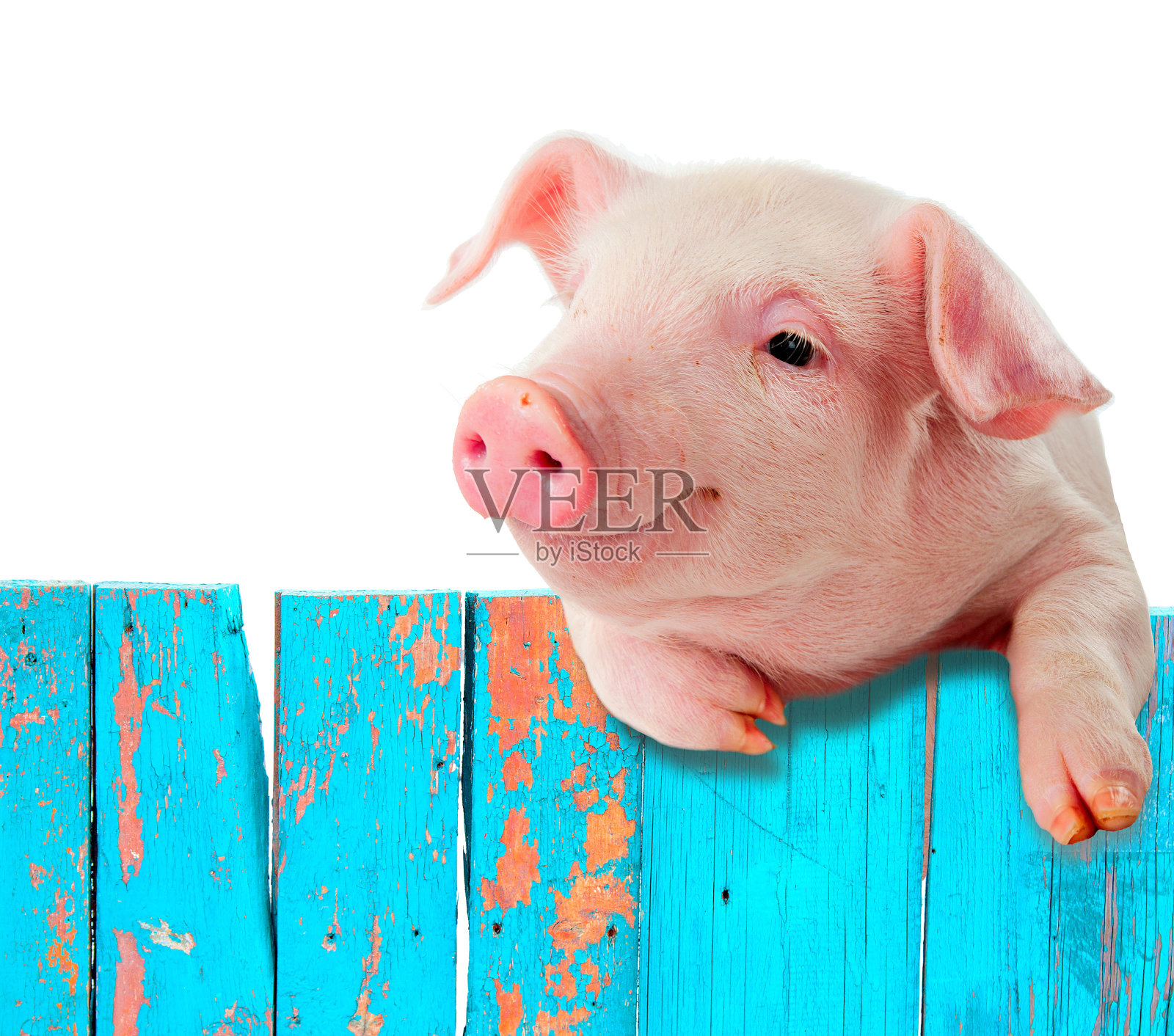 一只滑稽的猪挂在篱笆上。幽默的拼贴画。照片摄影图片