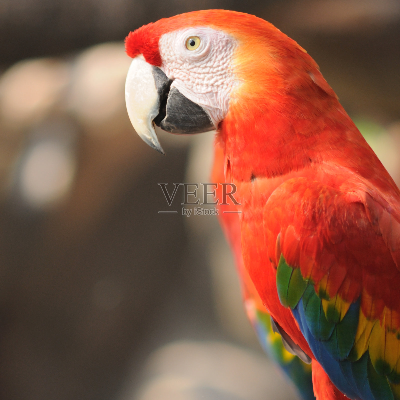 近距离观察动物园里美丽的金刚鹦鹉照片摄影图片