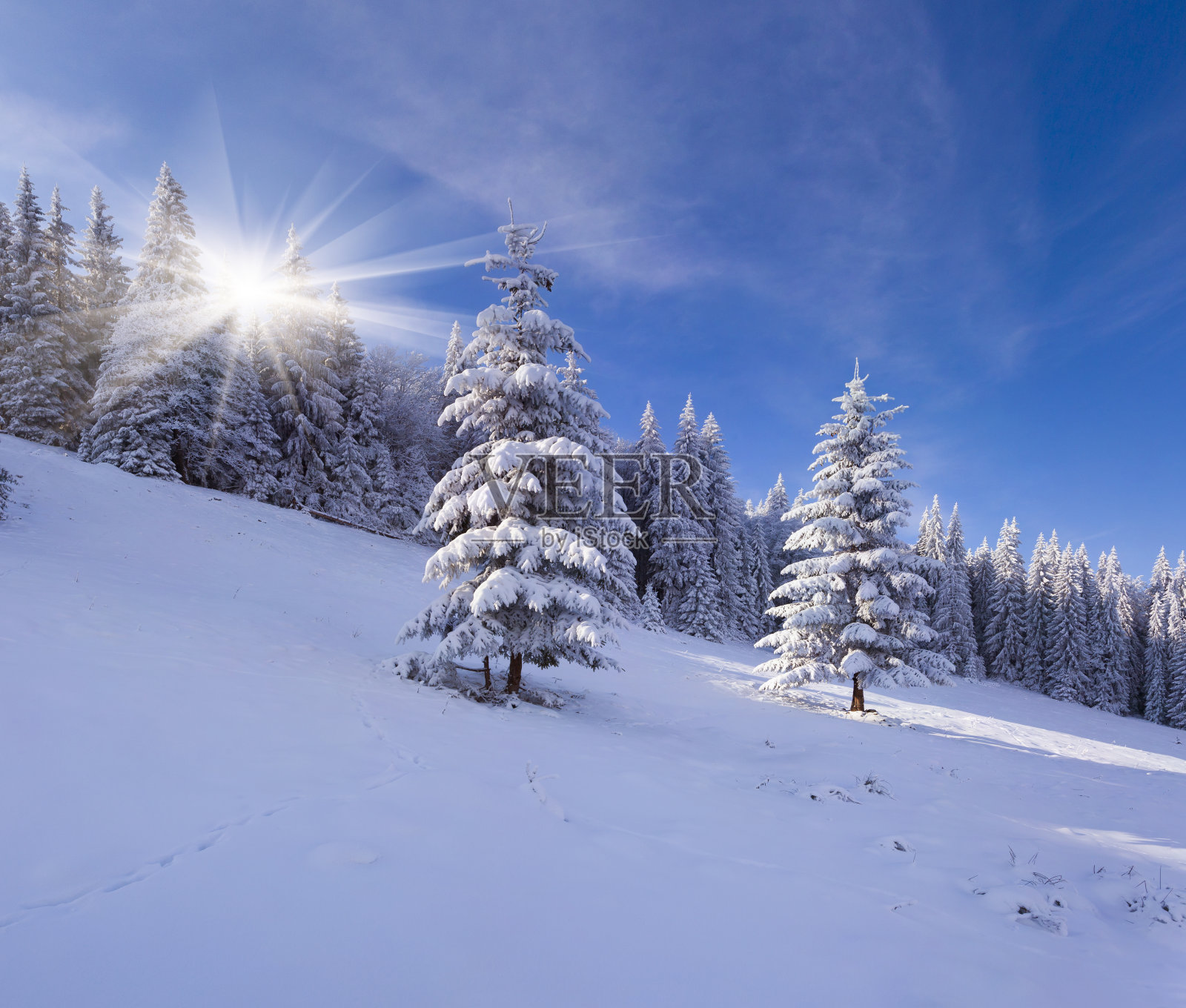 阳光明媚的冬季景观在山区森林照片摄影图片