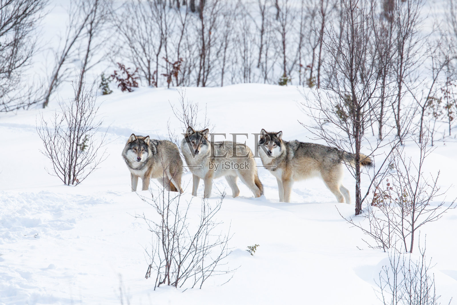 雪中的三只狼照片摄影图片