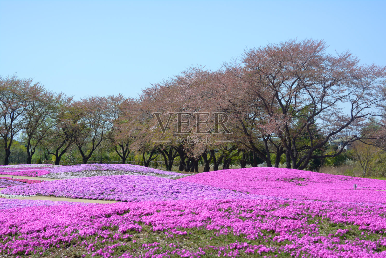 日本芝樱，有花、粉苔的景观照片摄影图片