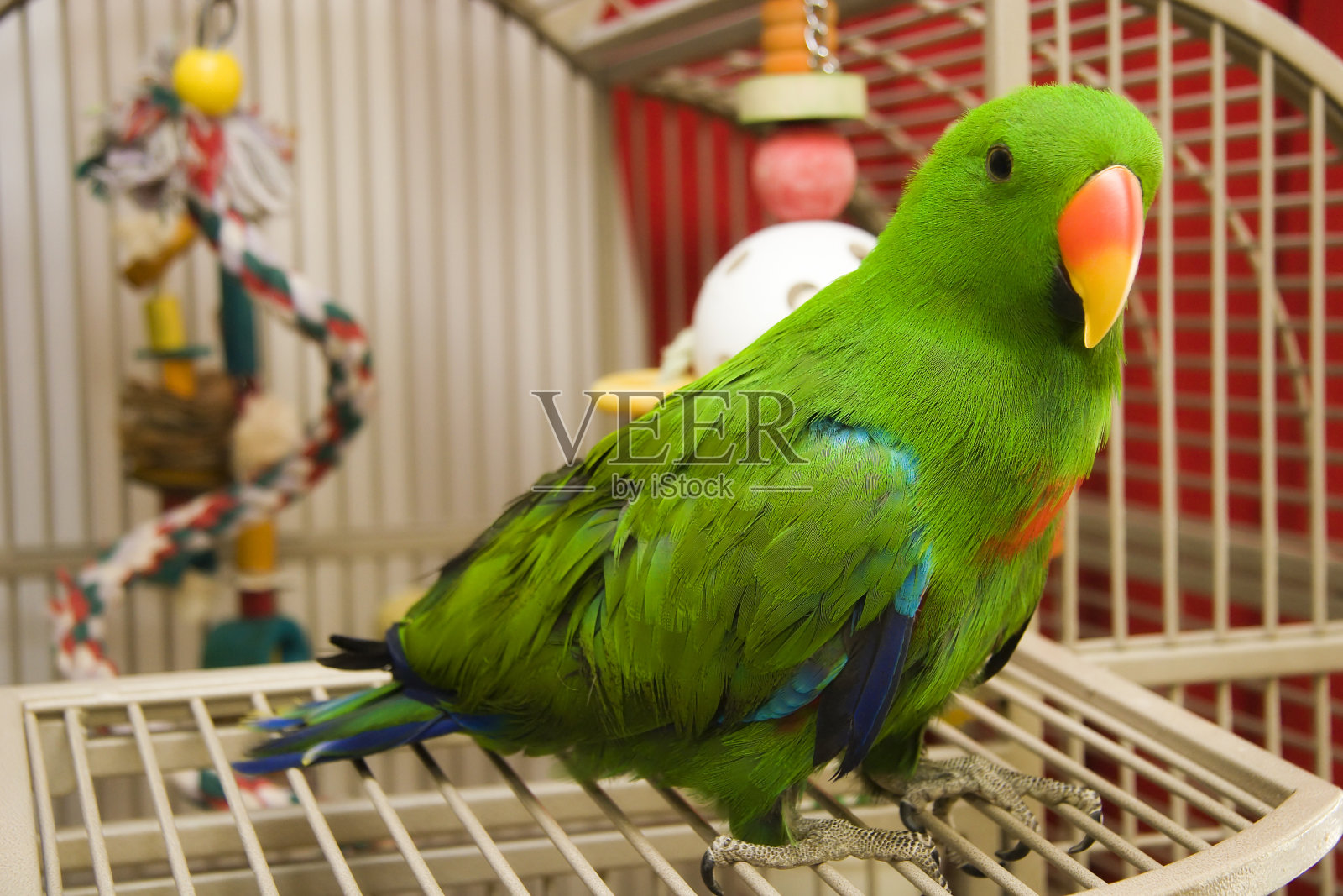 一只绿色的鹦鹉栖息在敞开的鸟笼上照片摄影图片