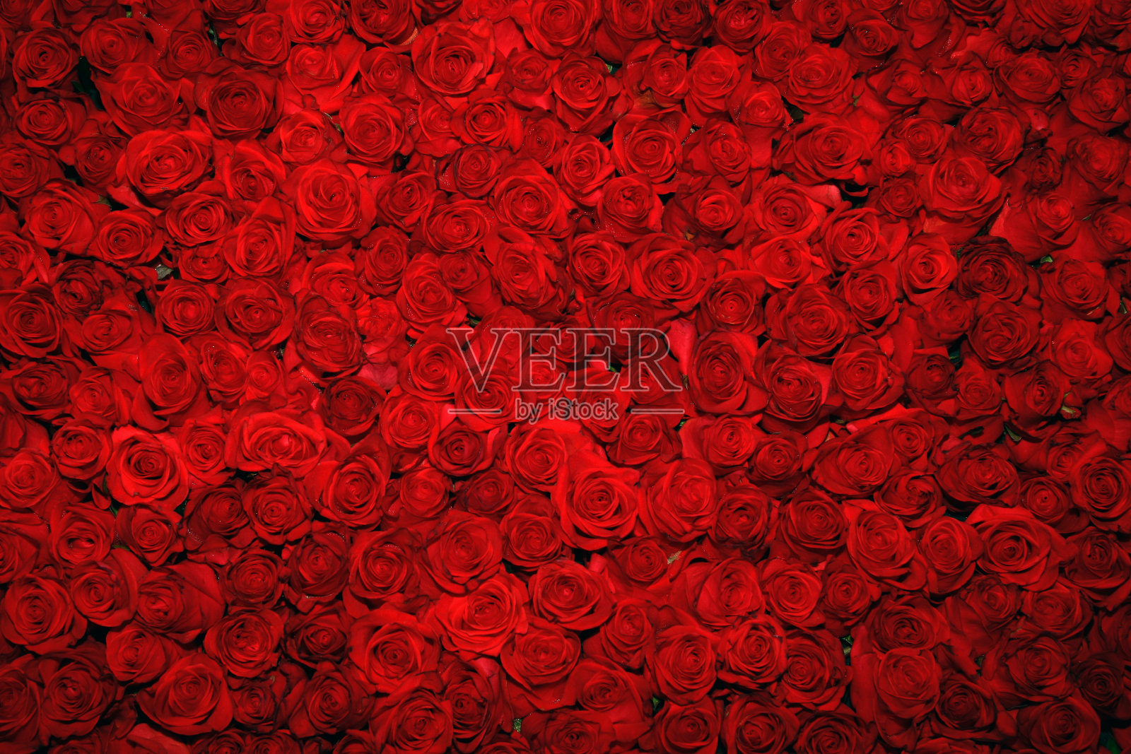 俯视着满地的红玫瑰插画图片素材