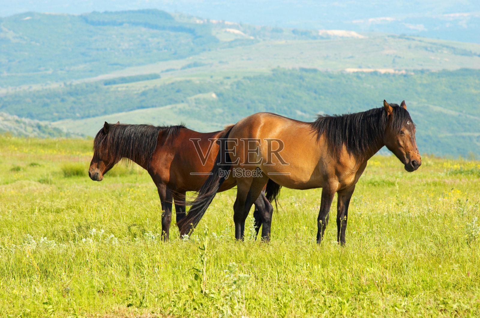 几匹马在吃草照片摄影图片