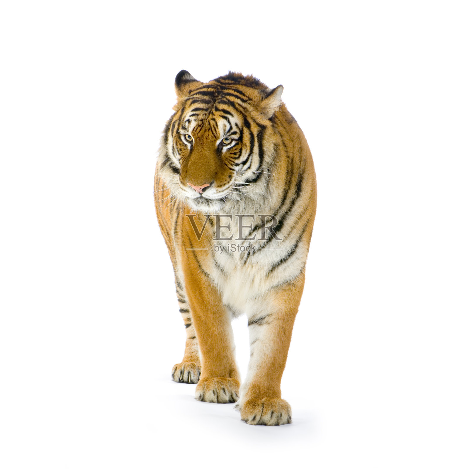 白色背景上橙色和白色条纹的孤独老虎照片摄影图片