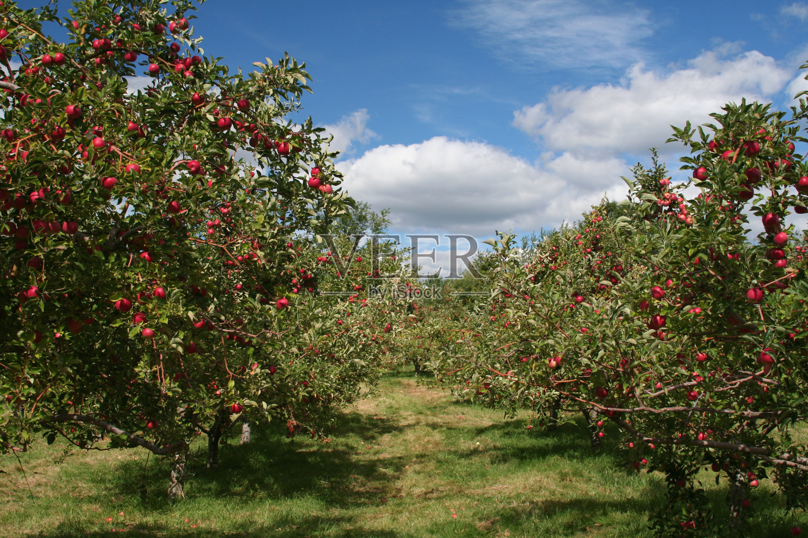 苹果园里的苹果树照片摄影图片