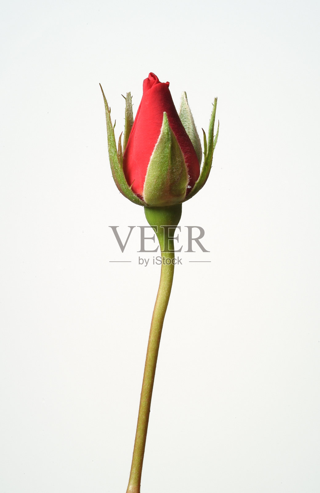 单一的红玫瑰照片摄影图片
