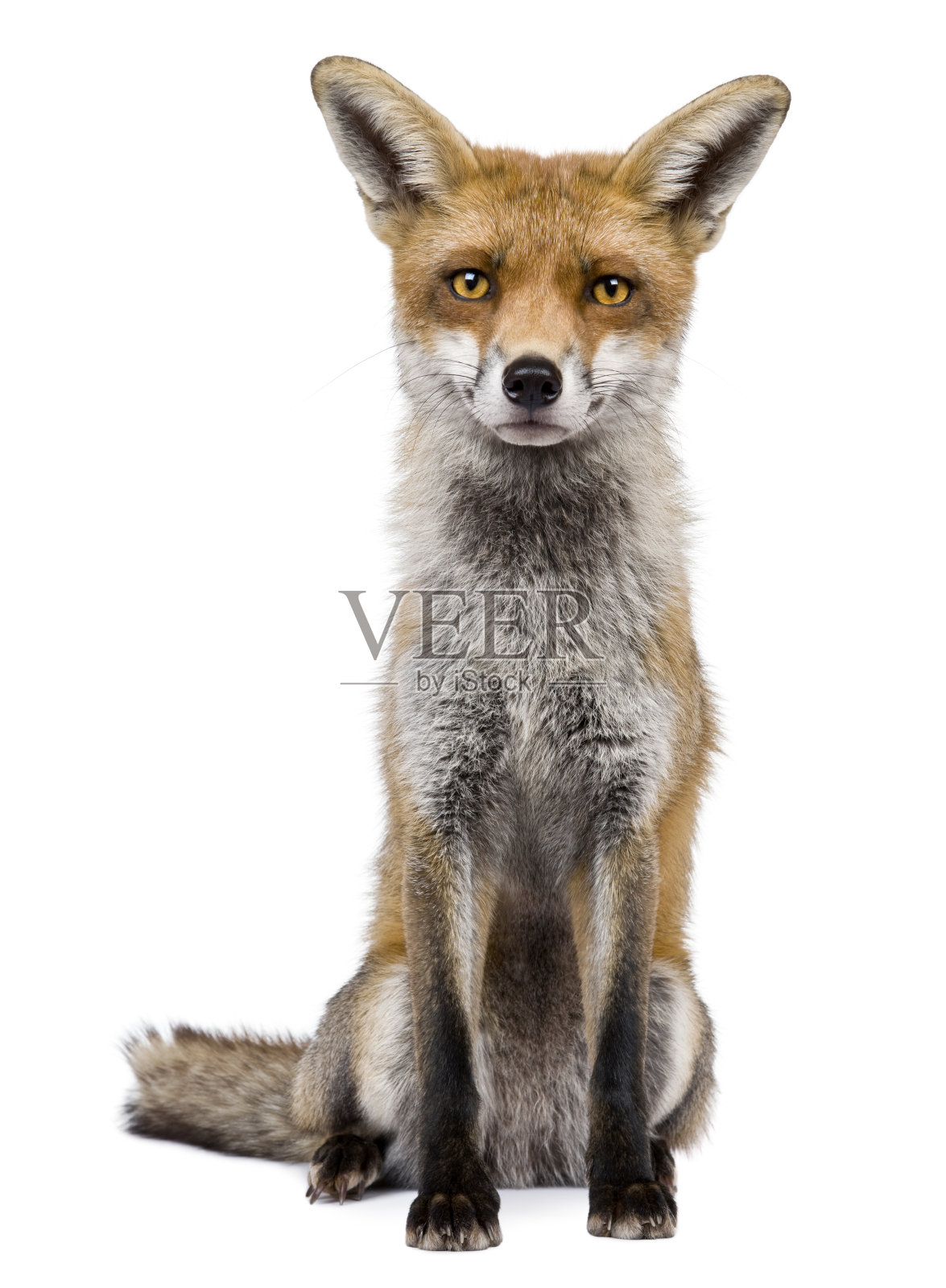 一只一岁的红狐的正面肖像照片摄影图片