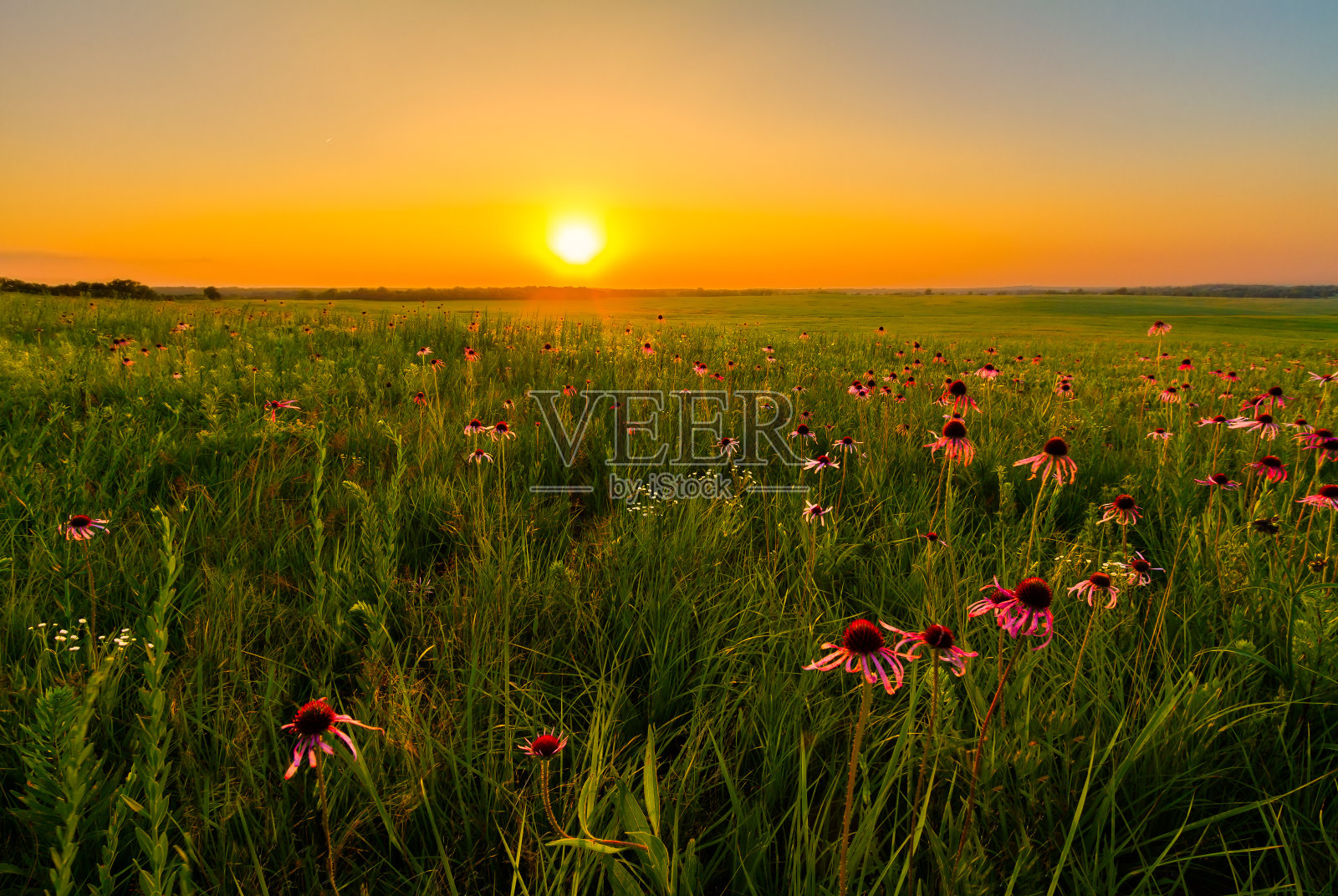 草原上紫色松果花的日落照片摄影图片