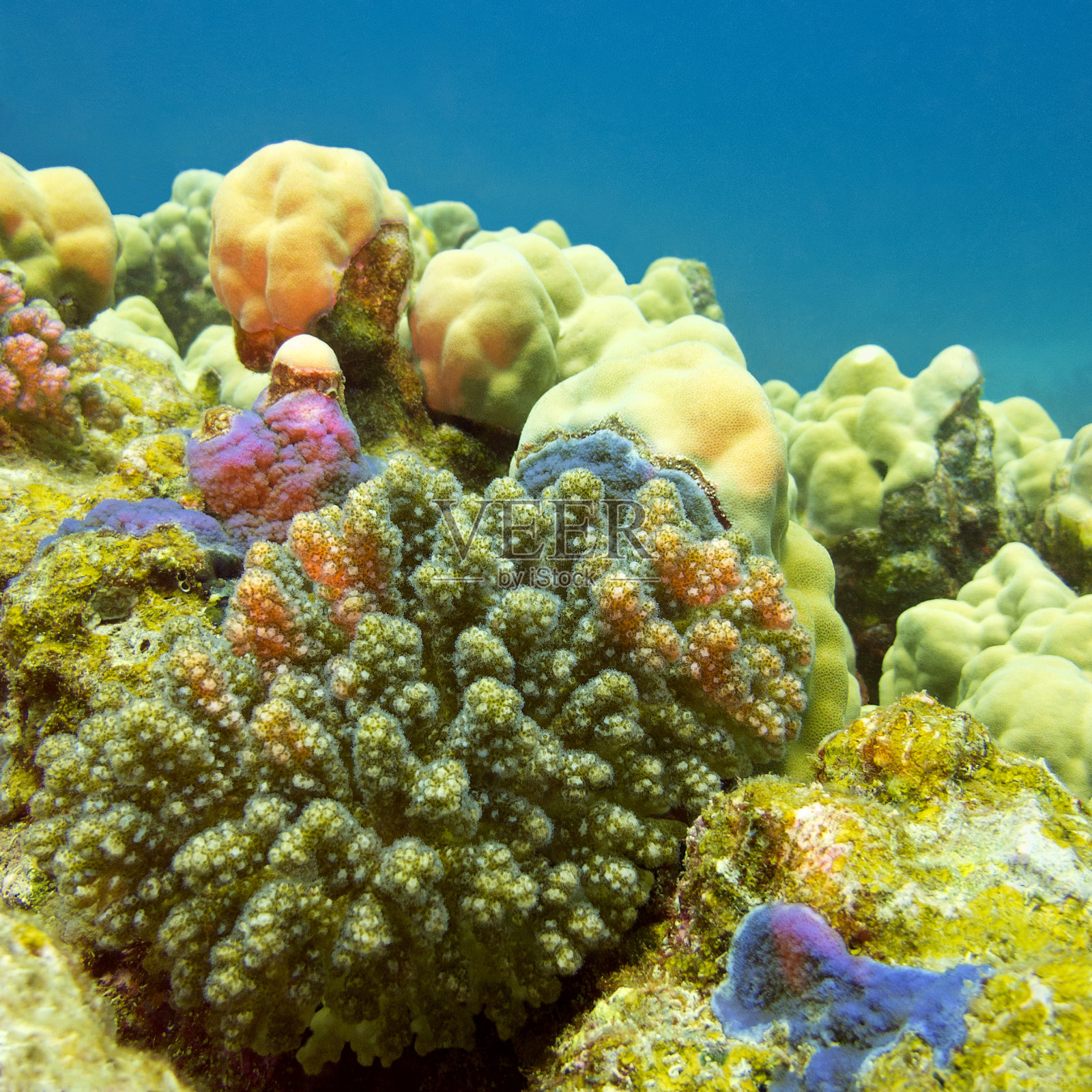 热带海底的彩色珊瑚礁，水下照片摄影图片