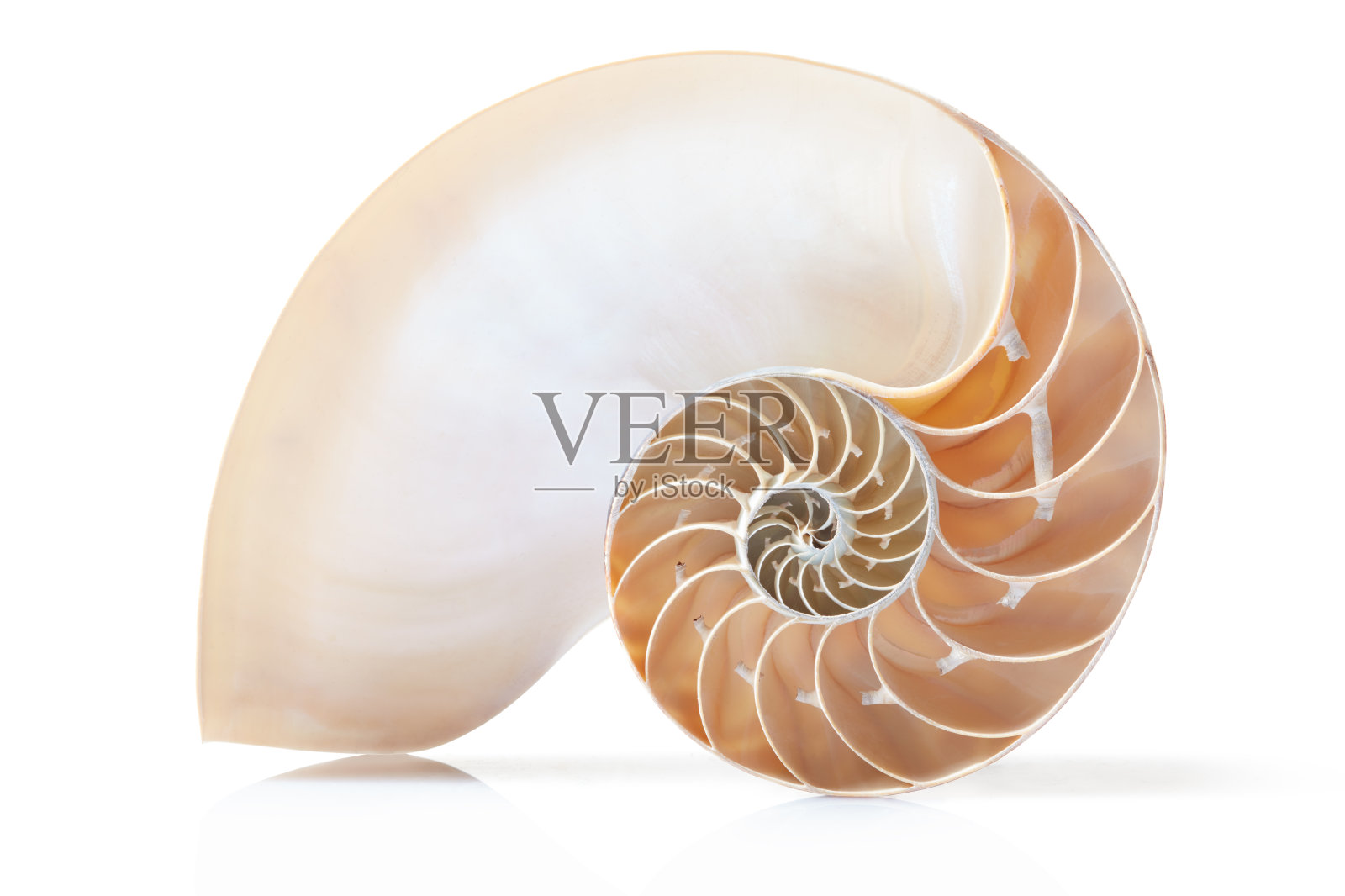 鹦鹉螺壳部分白色，有柔和的阴影照片摄影图片