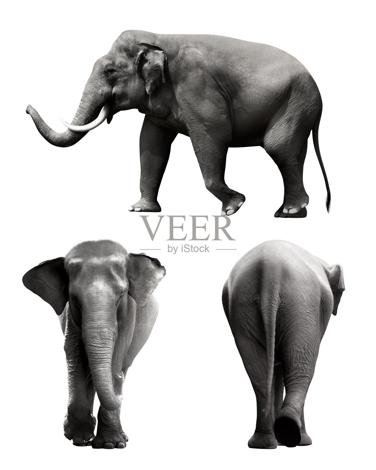 一套苏门答腊大象图像照片摄影图片