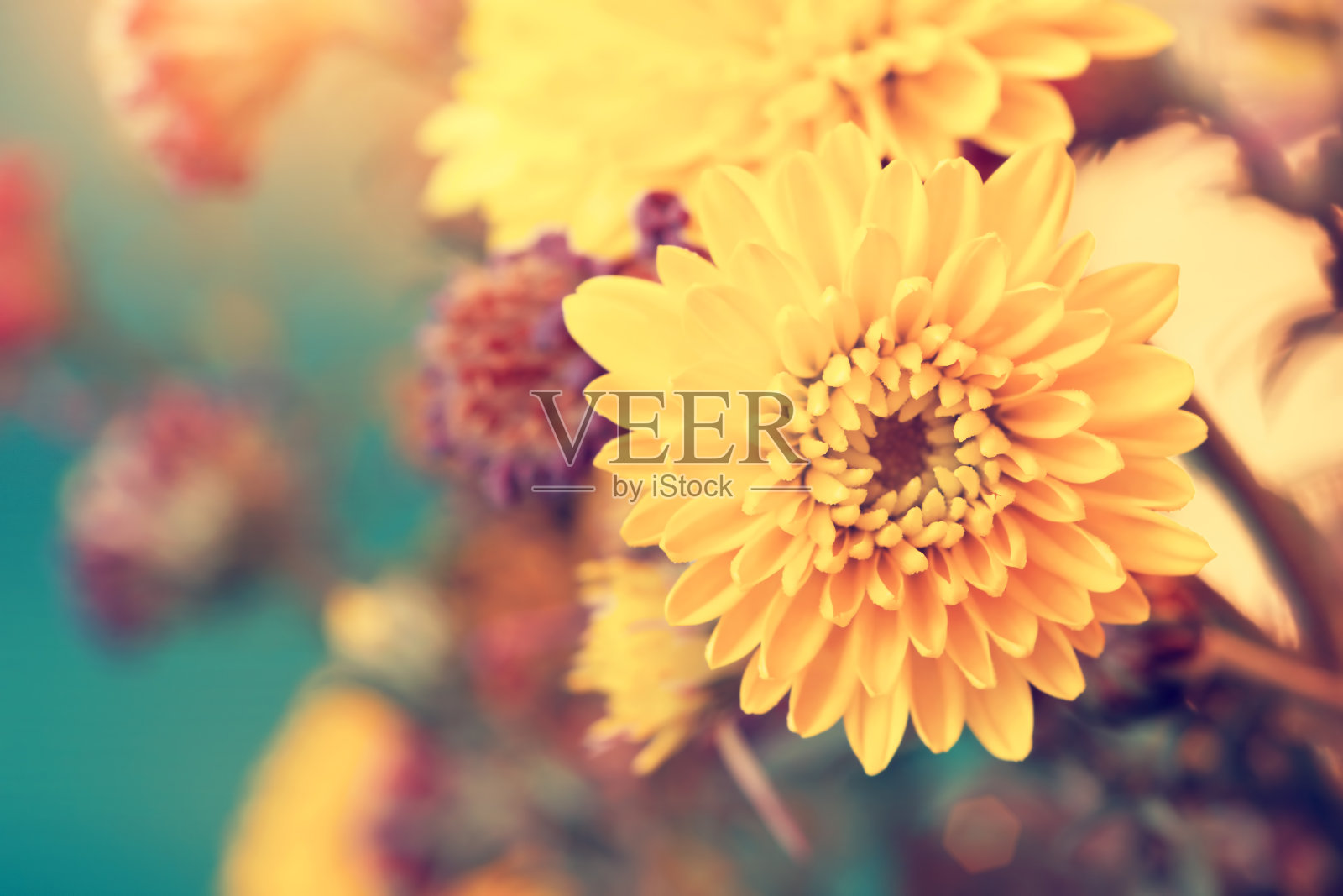 美丽的阳光黄色紫菀花照片摄影图片