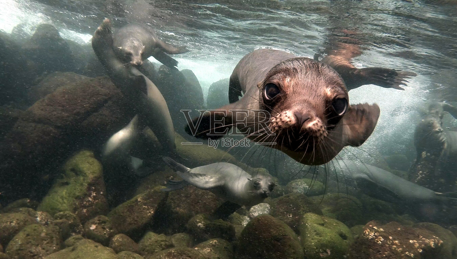 加拉帕戈斯群岛海狮的特写照片摄影图片
