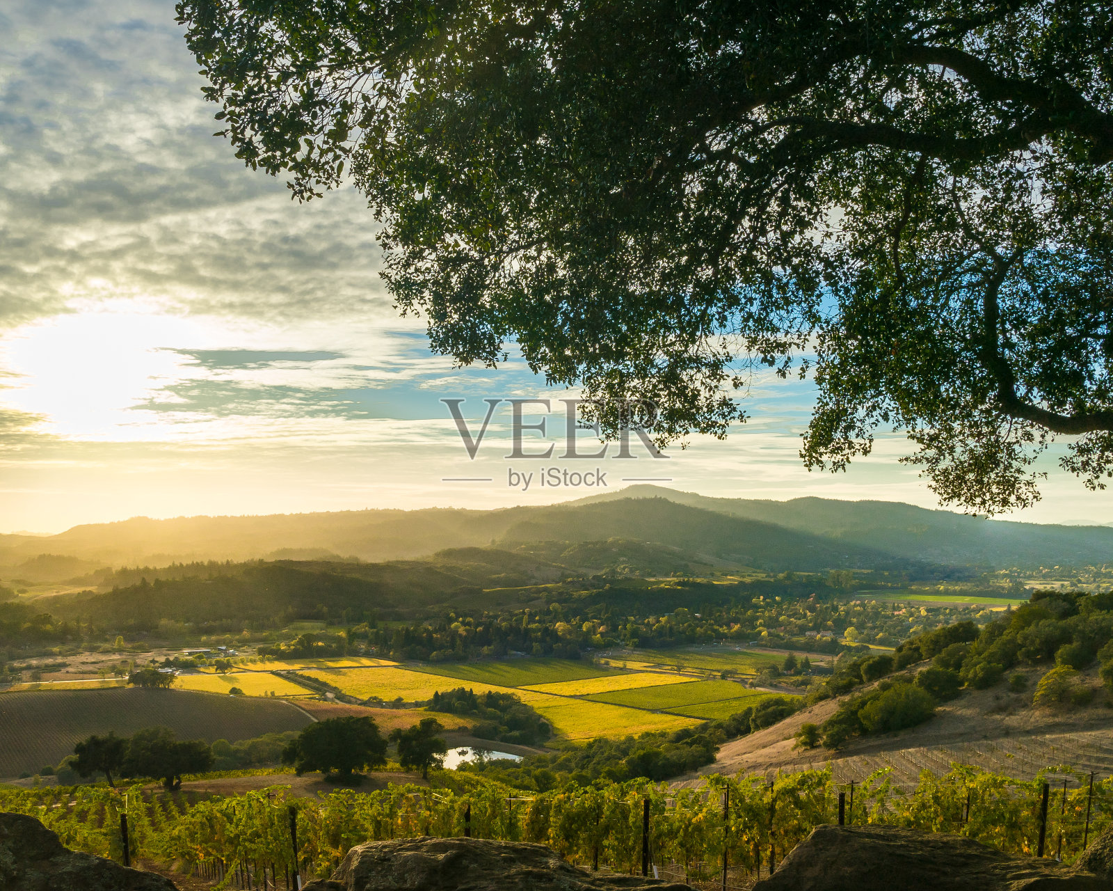 日落在索诺玛加利福尼亚拼凑葡萄园在收获照片摄影图片