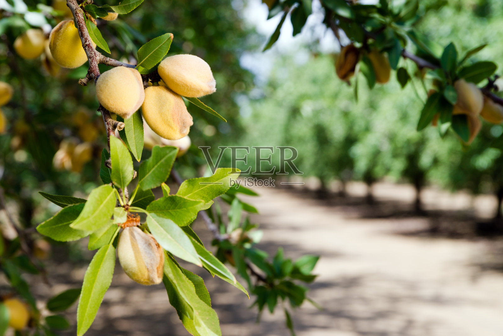 加利福尼亚农场树上的杏仁照片摄影图片