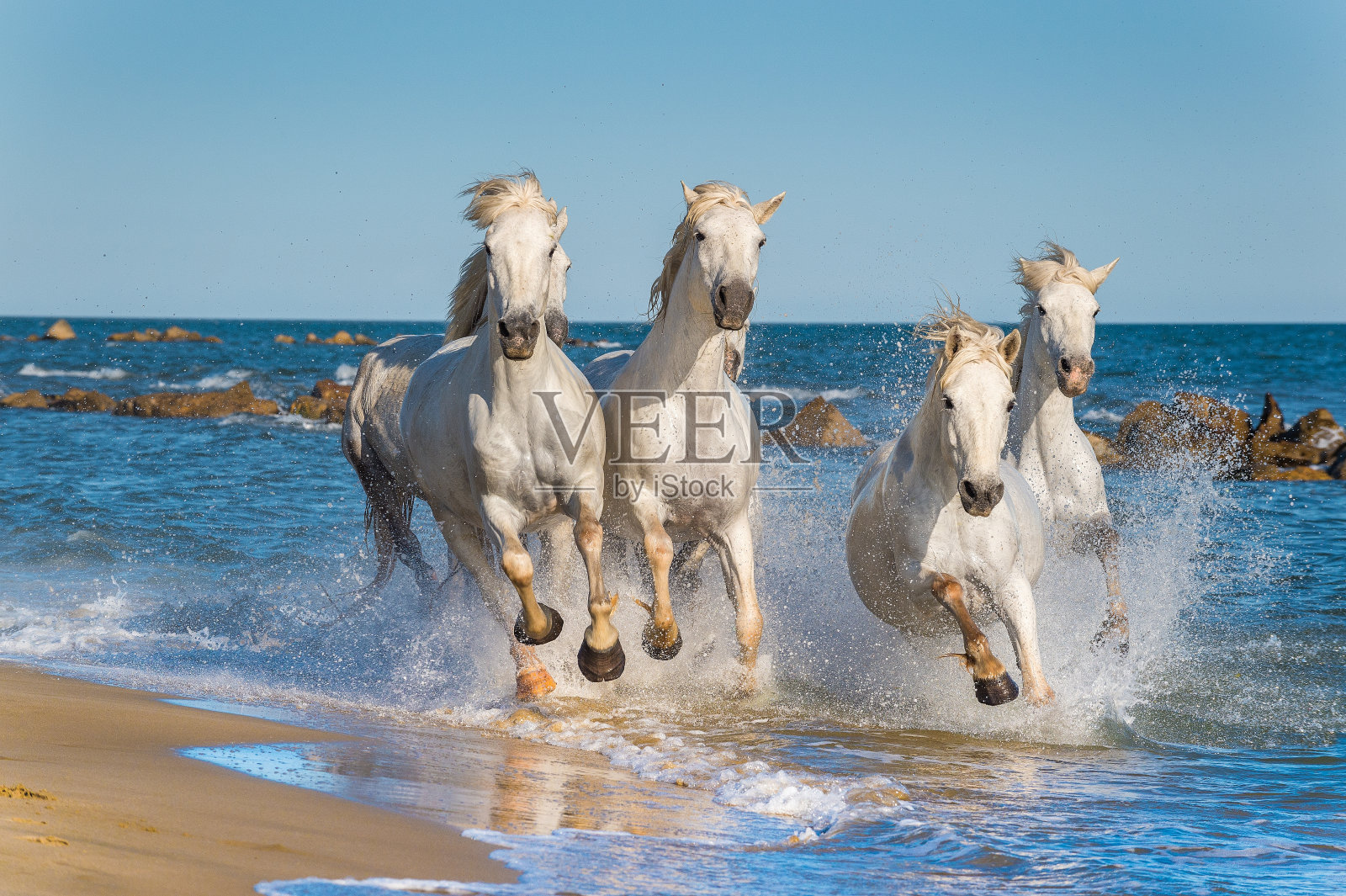 一群白Camargue马奔跑得很快照片摄影图片
