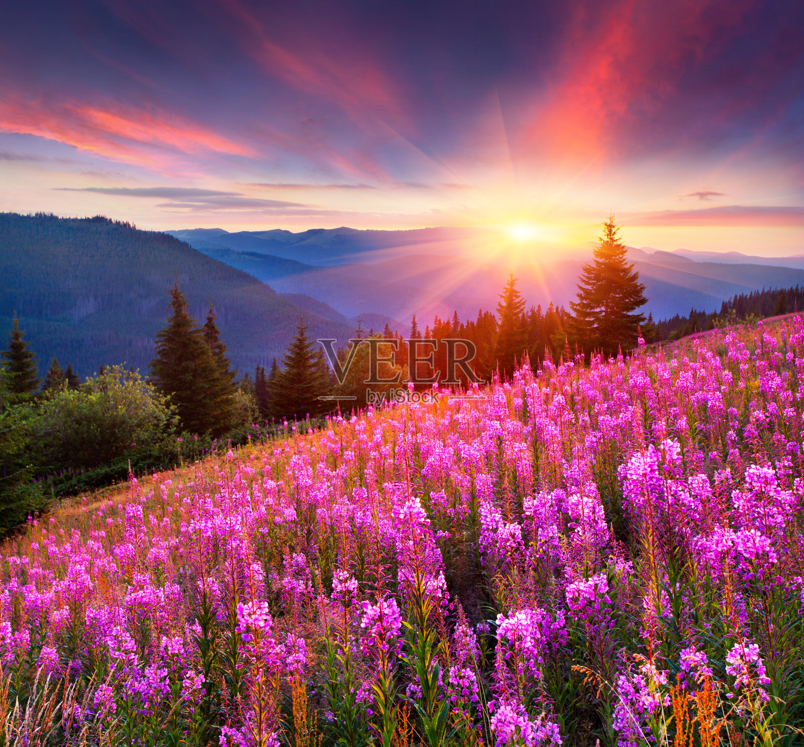 五彩缤纷的夏日日出，山上盛开着粉红色的花朵。照片摄影图片