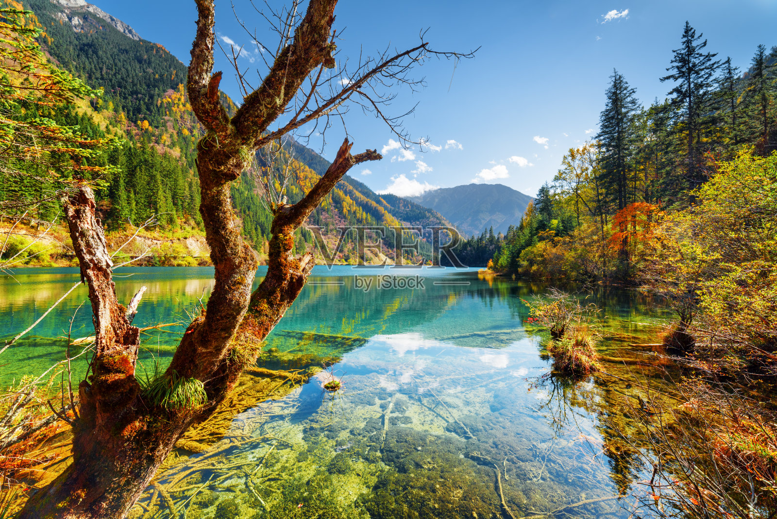 美丽的箭竹湖在秋天的树林照片摄影图片