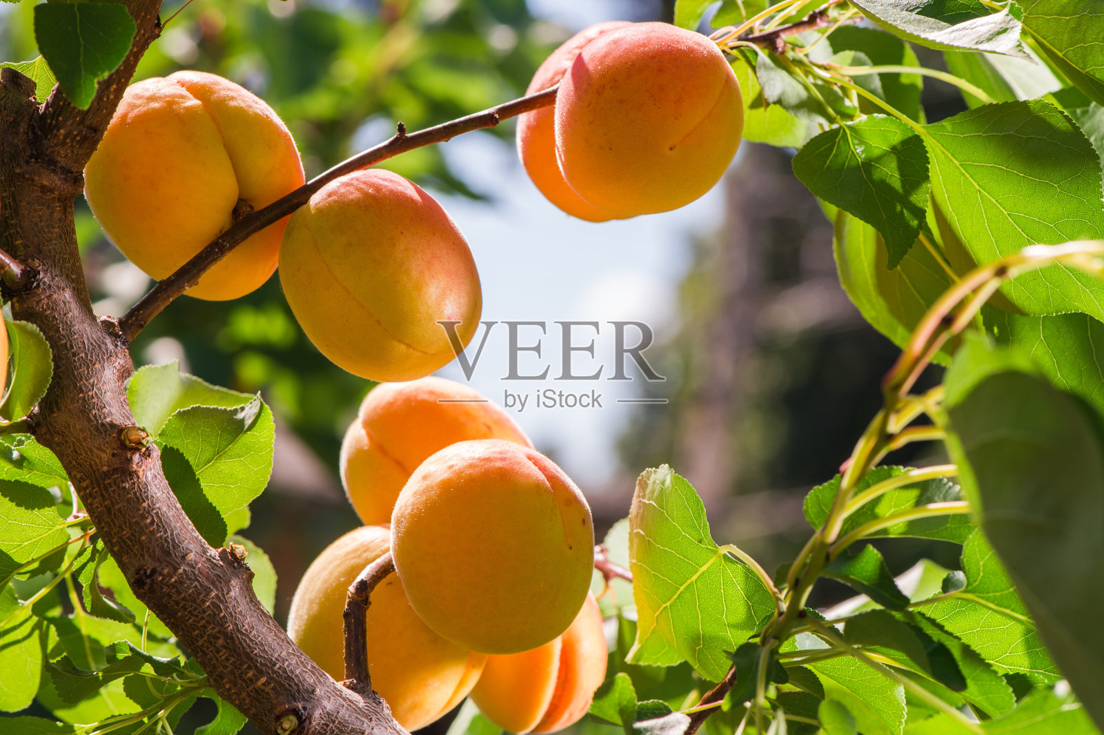 树上成熟的杏子照片摄影图片