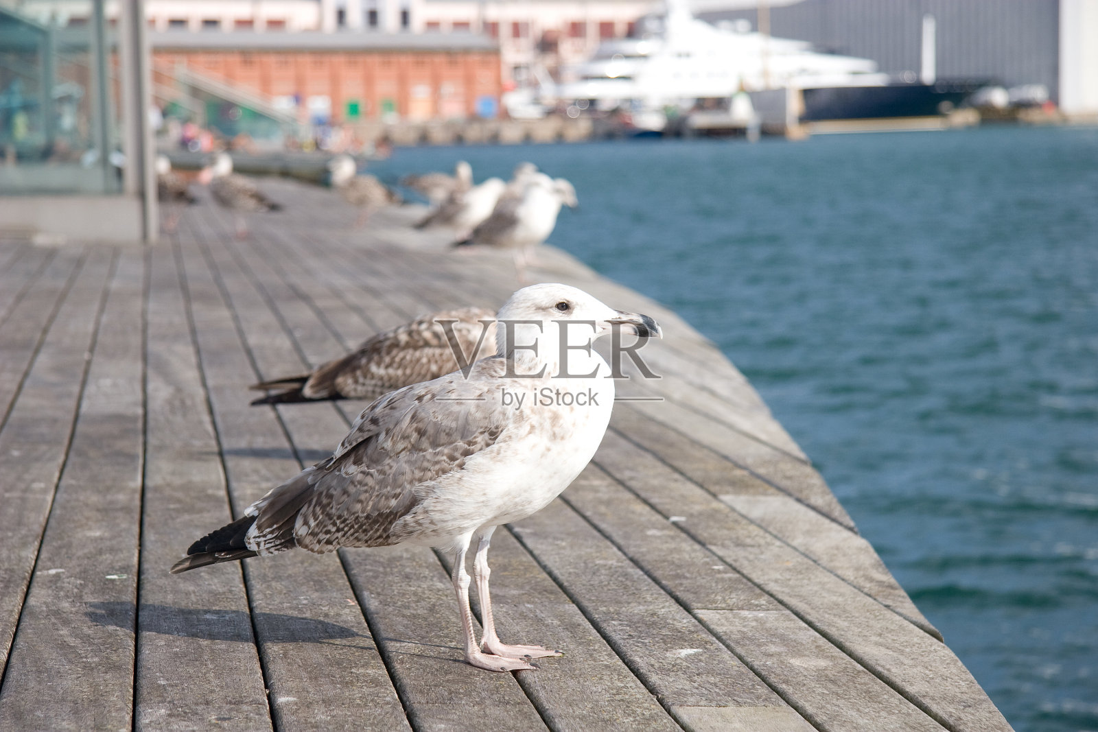 巴塞罗那港口的海鸥照片摄影图片