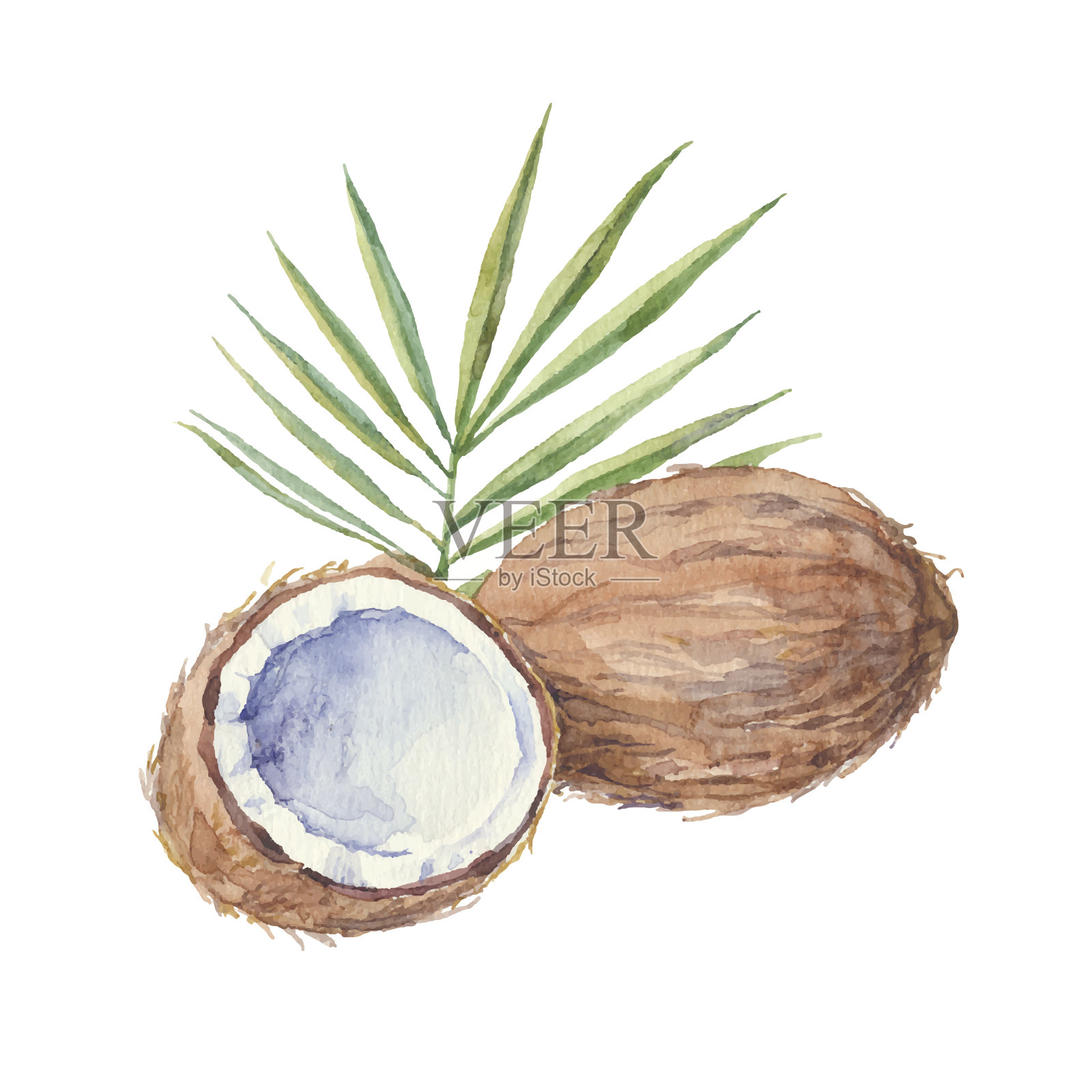 白色背景上孤立的椰子。矢量，水彩手绘插图。设计元素图片