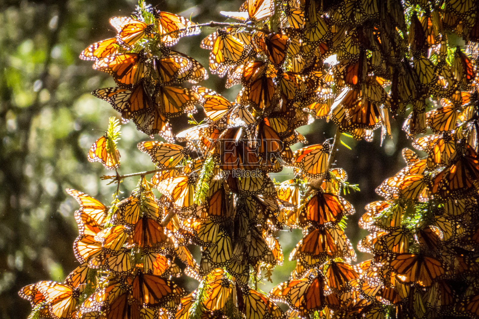 墨西哥米却肯州树枝上的帝王蝶照片摄影图片