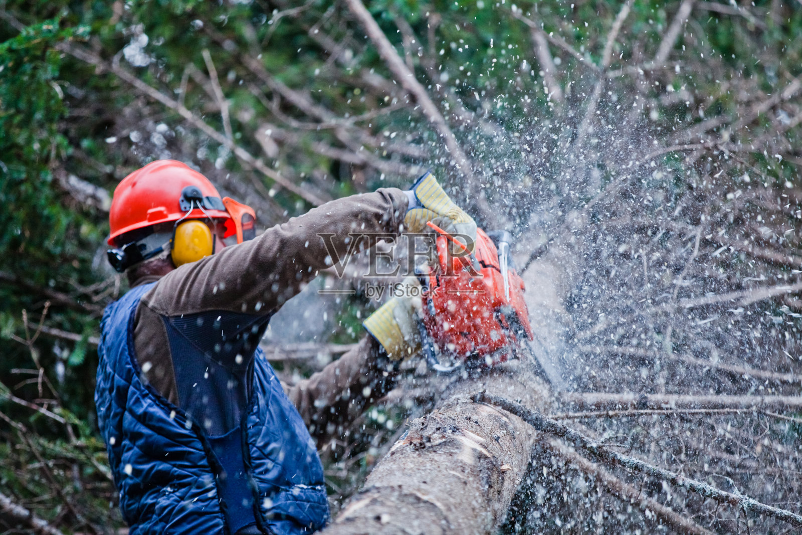 伐木工人正在森林里砍一棵大树照片摄影图片