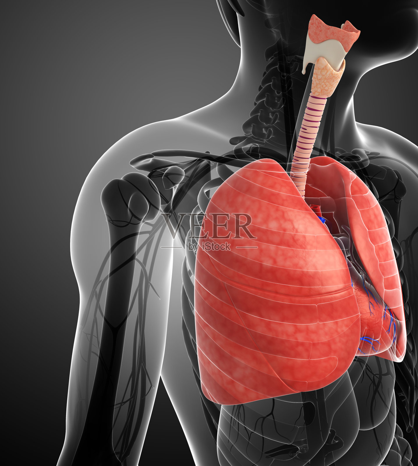 男性肺解剖照片摄影图片