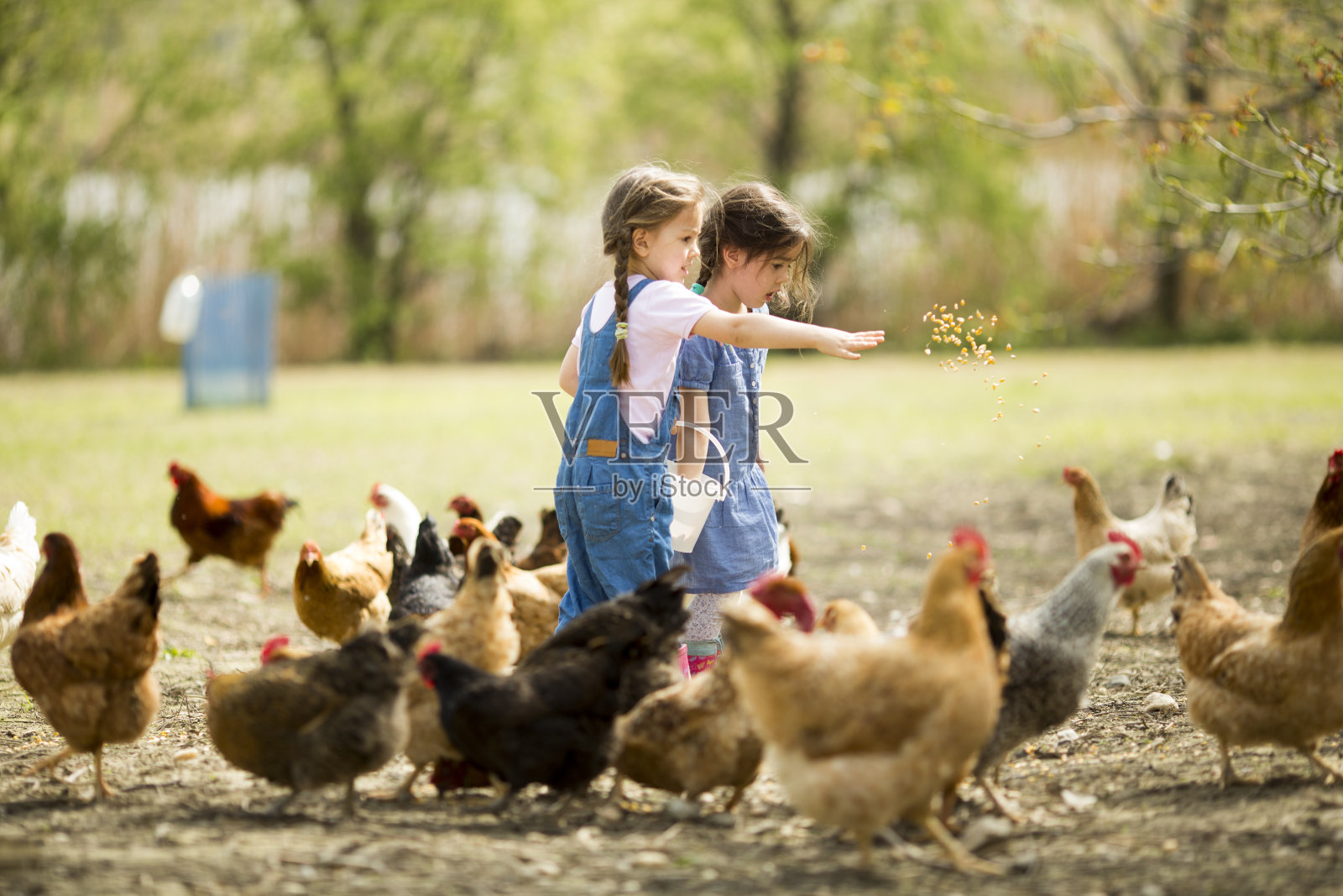 两个小女孩在喂鸡照片摄影图片