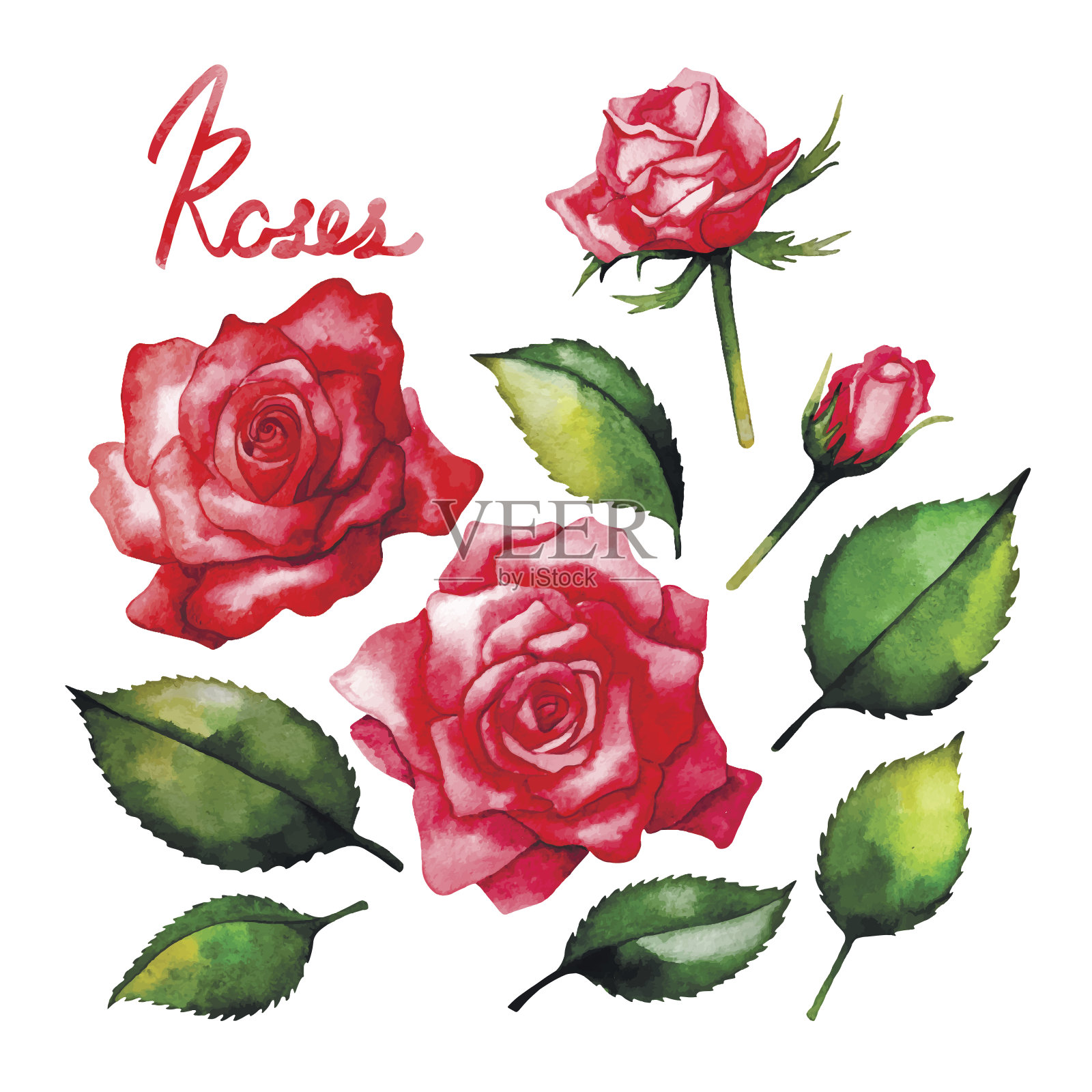 水彩画的红玫瑰插画图片素材