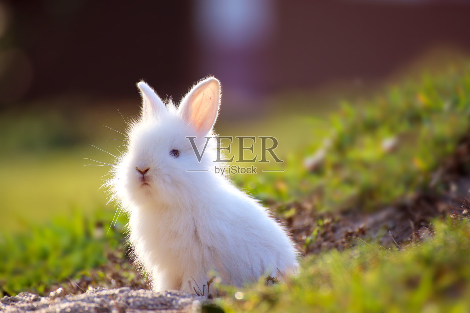可爱的小白兔从洞里往外看。照片摄影图片